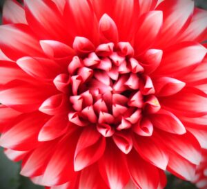 【季節のいろ】　この時期はダリアの花が長期間見られます。品種も豊富で、花弁のかたちが美しく、一輪あるだけで華やかな気分になります。