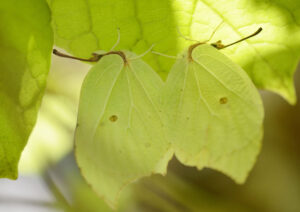 葉の裏で休むスジボソヤマキチョウのペア