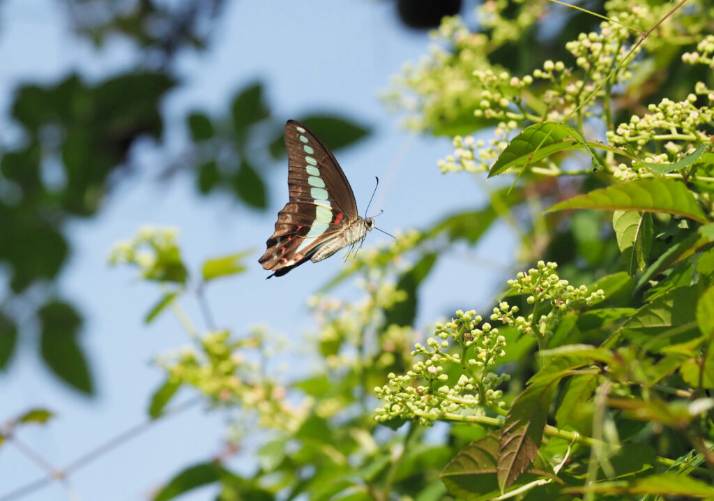 蜜を求めて飛翔するアオスジアゲハ