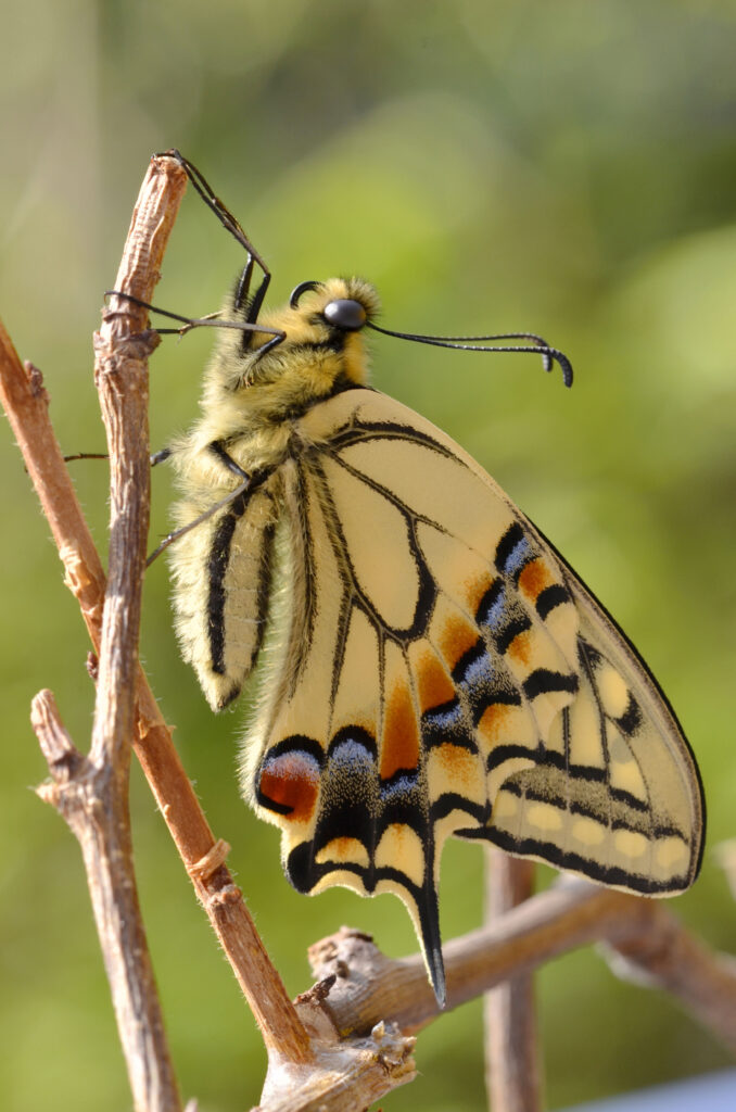 羽化したてのキアゲハ