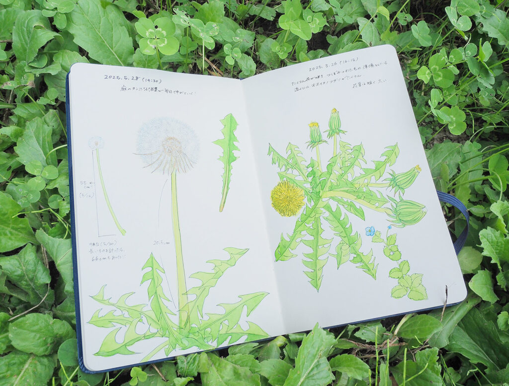 タンポポのスケッチ
