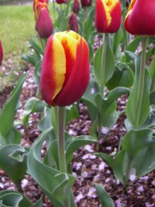 チューリップ 品種はキースネリス