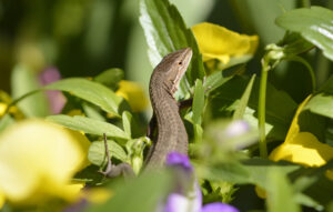 カナヘビもよく見ると愛嬌がある