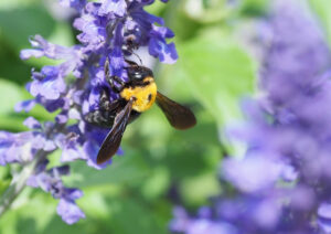 植物園の花壇は、様々な昆虫がやってくる