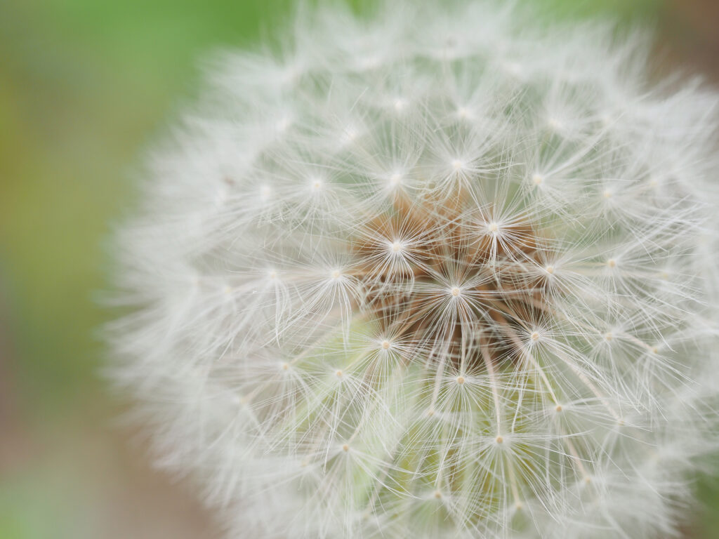 タンポポも拡大すると面白い発見が見つかる