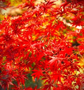 【季節のいろ】　イロハモミジの赤はこの時期美しい紅葉を見せてくれます。公園だけでなく、庭木や街路樹としても植えられており、身近な場所で私たちの目を楽しませてくれます。