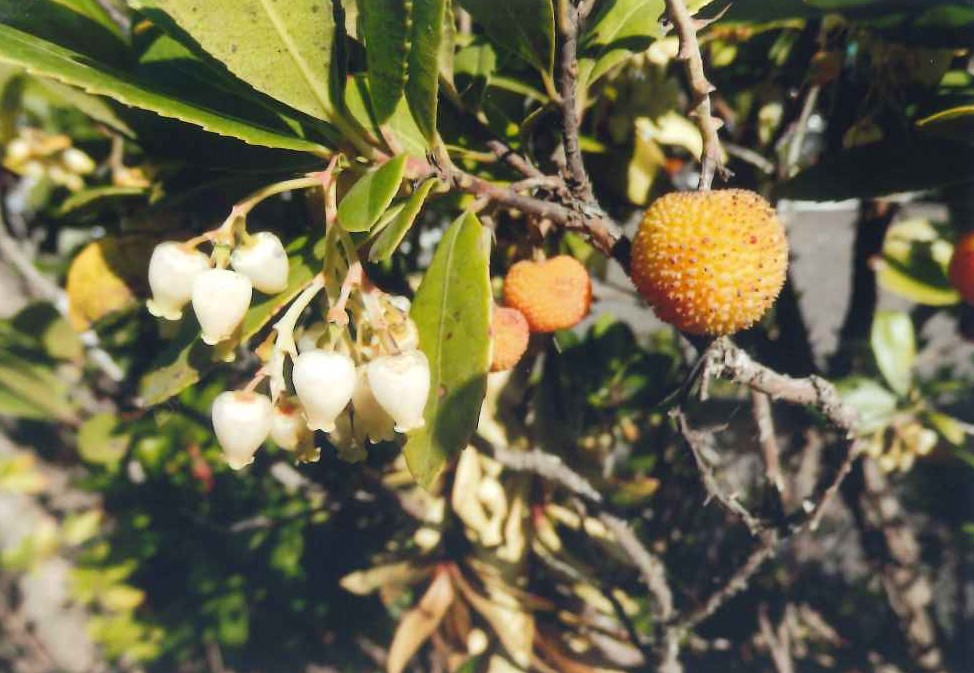 冬のイチゴノキ。花と果実が同時に見られる。