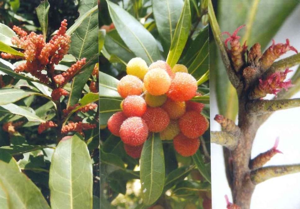 左：雄花 中央：果実 右：雌花 