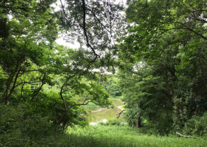 自然観察などが楽しめる“なぎさの森”