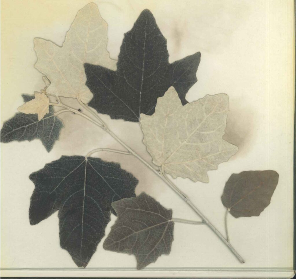 16～17年前にギンドロ公園に訪れた際、拾ったギンドロの葉