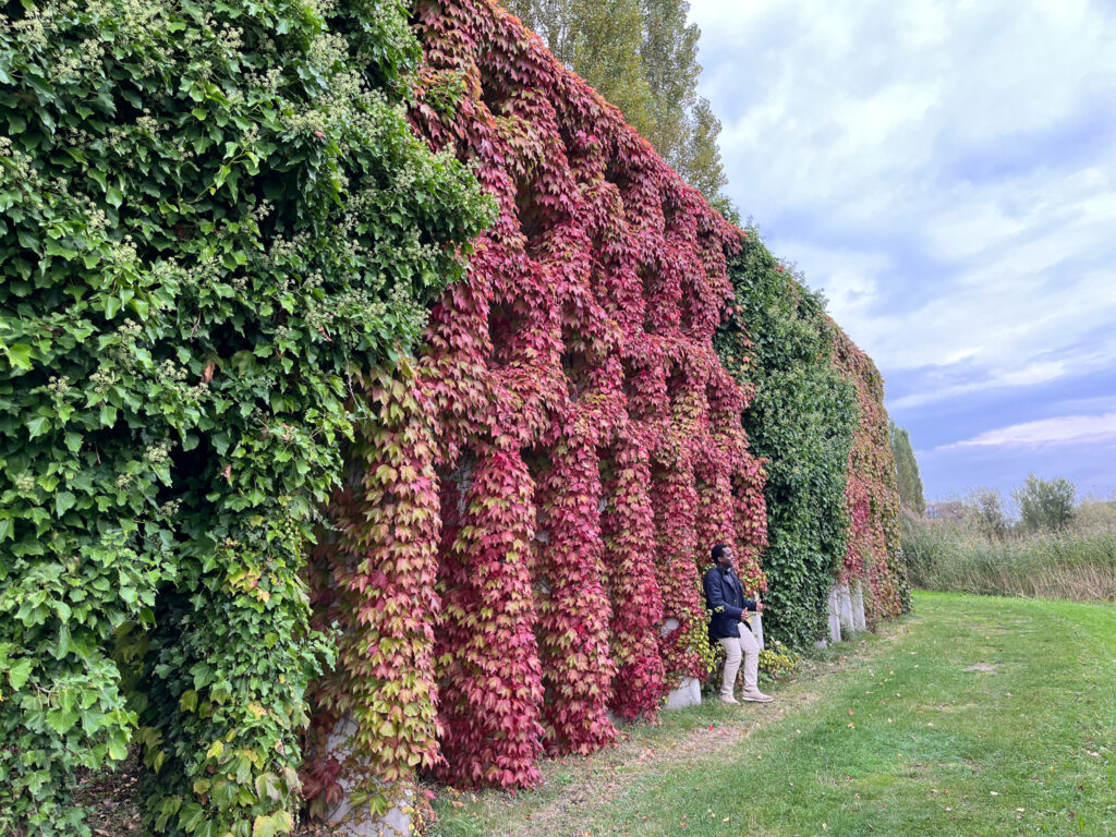 パークパーゴラ（高さ6m、奥行0.6m、現在長さ1km）<br/> 場所によりツタのほか、フジやホップなど絡んでいるつる性植物は異なる