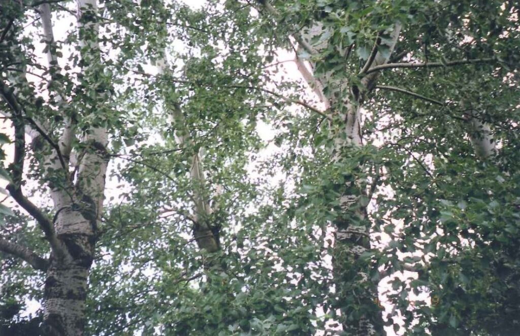 ギンドロ公園のギンドロ