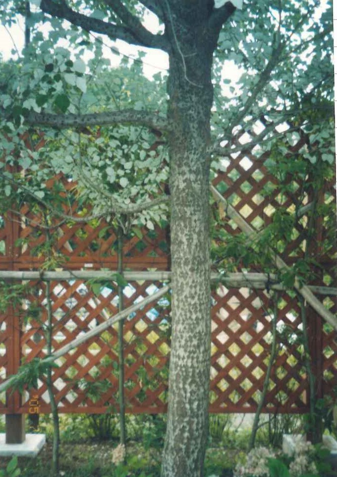 ギンドロの樹皮