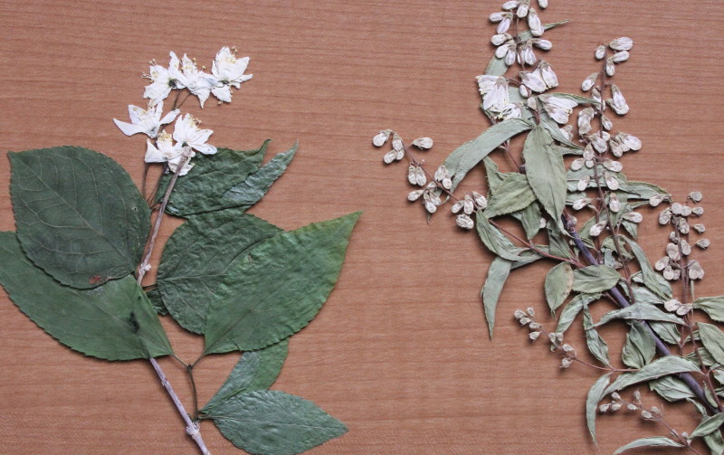 左：ヒメウツギ　右：ウツギ