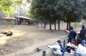 カンガルーをスケッチする中学生のグループ