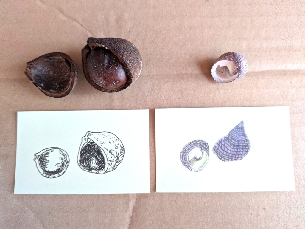拾ってきた橡（トチ）の実、貝殻を小2の子どもとスケッチ