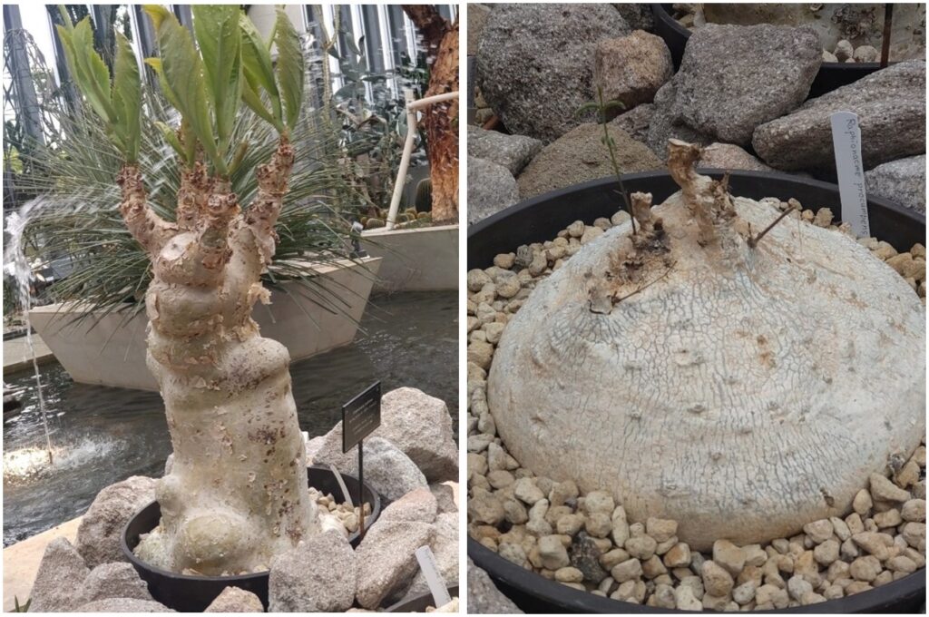 左:キフォステンマ(ブドウ科) <br/>右: ラフィオラクメ(キョウチクトウ科)