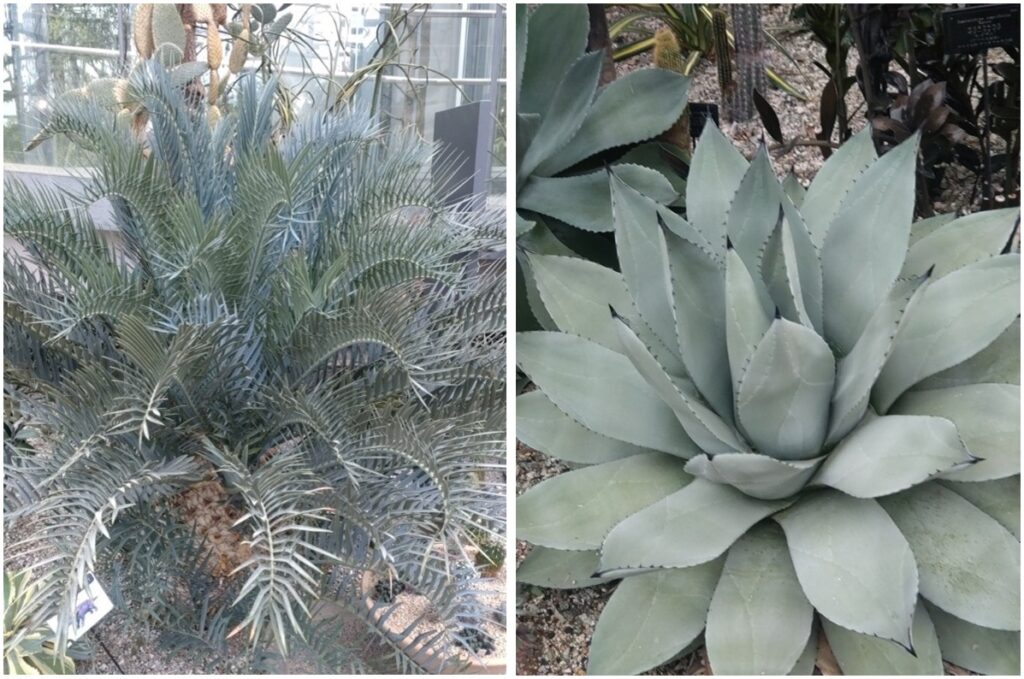 左:エンケファラルトス(ソテツ科)<br/>右:アガヴェ(クサスギカズラ科)