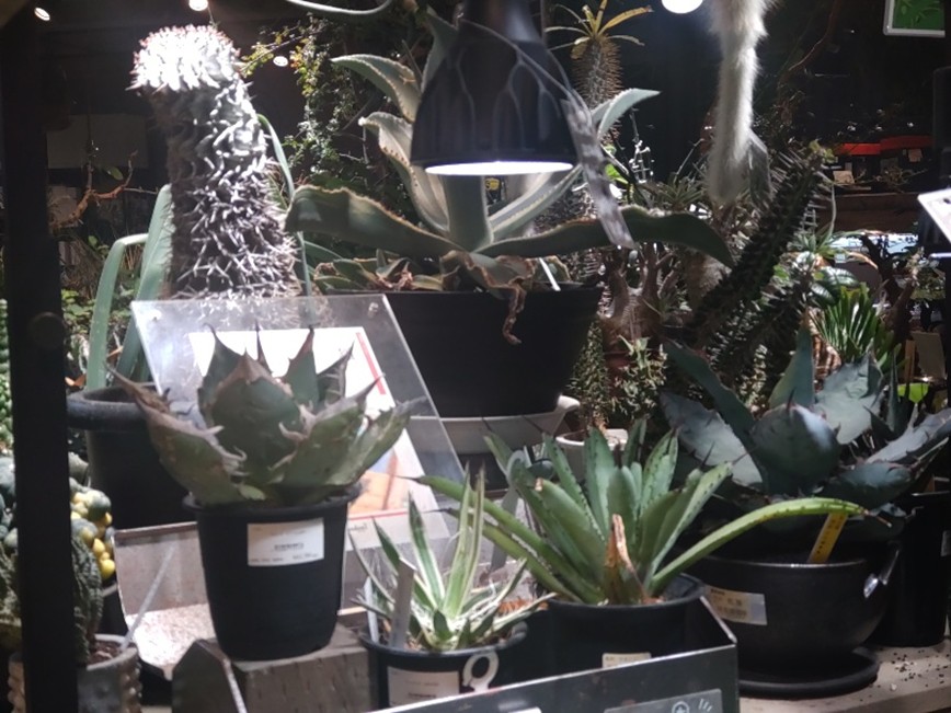 室内で育てられるビザールプランツたち