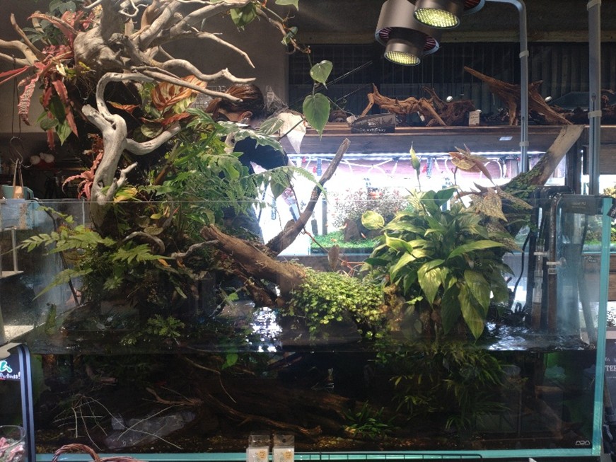 熱帯雨林の情景を再現する『パルダリウム』