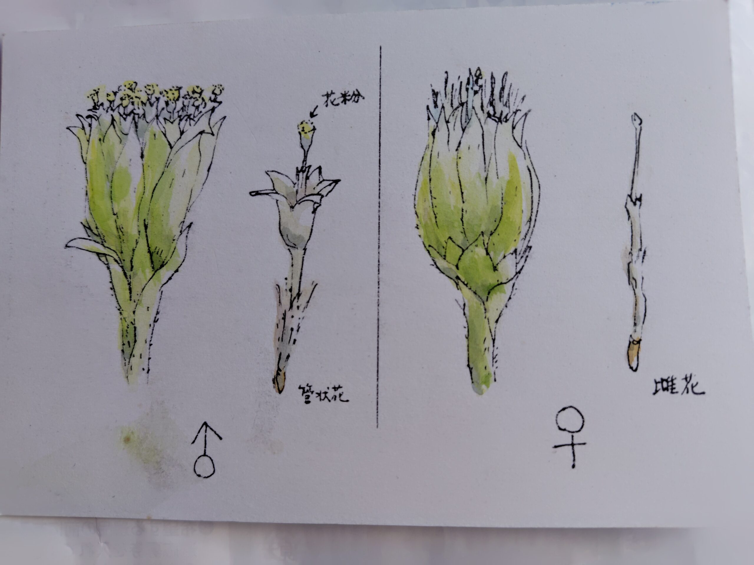 フキノトウ 雄花 雌花