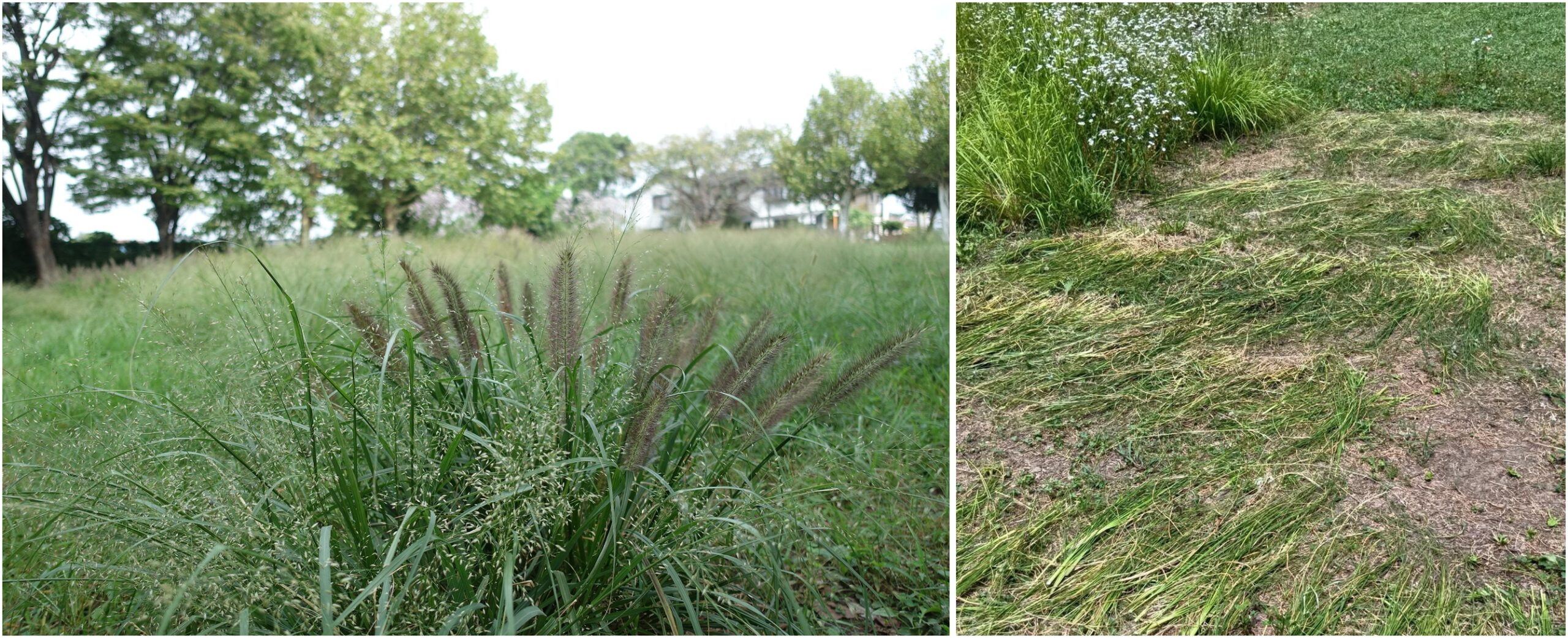 チカラシバとカゼクサを主体とする野原(写真左)と その刈り草を干して草編み細工の材料とする様子(写真右)